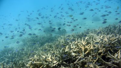 Gillnet fishing ban to protect Great Barrier Reef
