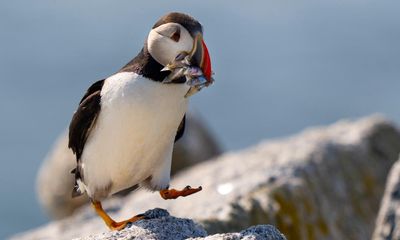 More than half of UK and Ireland seabirds in decline, census finds