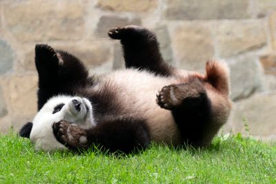 Xi says China ready to send pandas again to US as ‘envoys of friendship’