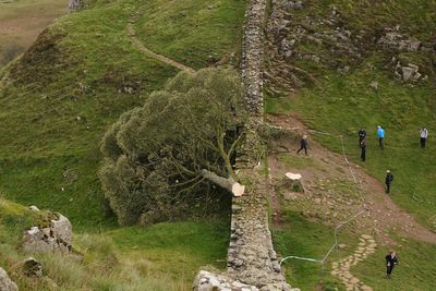 Teenager arrested after Sycamore Gap tree was felled will face no further action