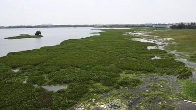 Sci-Five | The Hindu Science Quiz: On Invasive Species