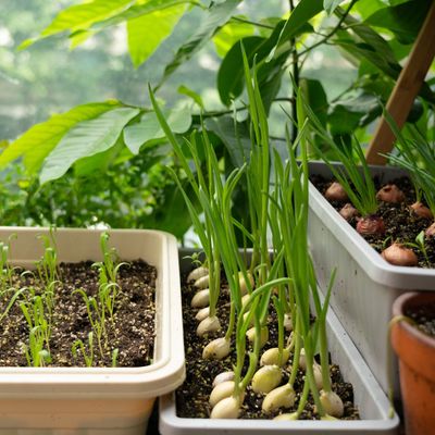 How to grow garlic – a simple guide to grow this easy vegetable in an allotment or garden