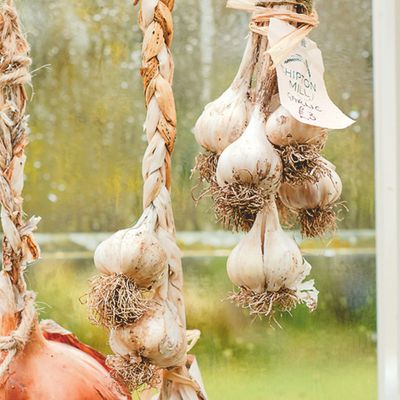 How to grow garlic – a complete guide to planting this delicious kitchen staple