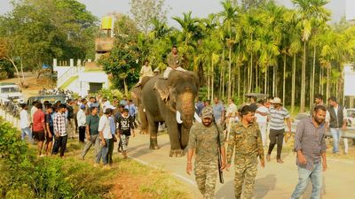 Forest Dept. captures tusker in Chikkamagalur; herd of wild animals spotted on city outskirts