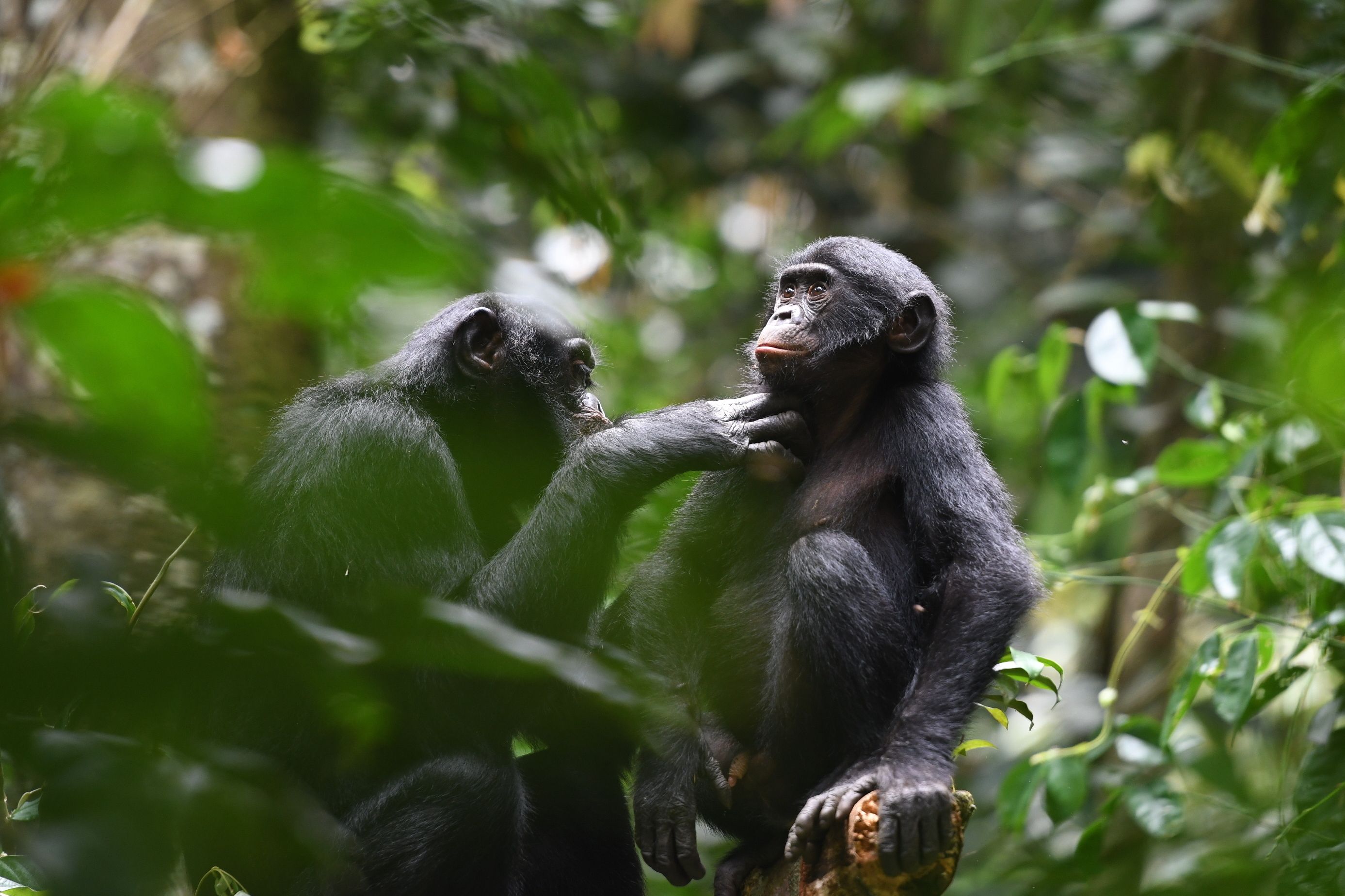 Unlike chimps, bonobos offer hope that maybe we can…