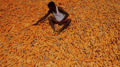 Agri-entrepreneurship in Odisha | Paving the way for prosperity