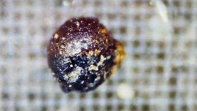 'Alien' spherules dredged from the Pacific are probably just industrial pollution, new studies suggest