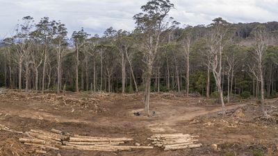 NSW Forestry Corp sorry for destroying protected trees