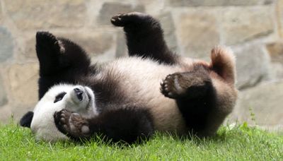 Take heart, it looks like China could send new pandas to the U.S.