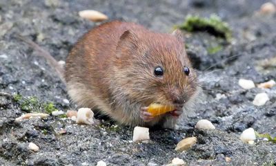Country diary: A perilous feast for the voles and birds