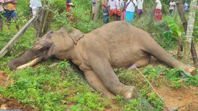 Elephant dies of electrocution in Gudalur forest range, seventh such death in the Nilgiris since 2016