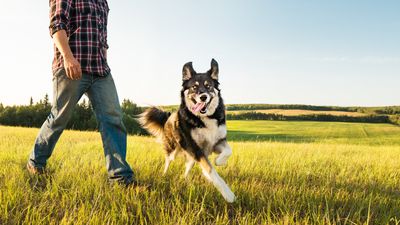 Trainer reveals one thing you can do to build a reliable recall with your dog — and it’s super effective