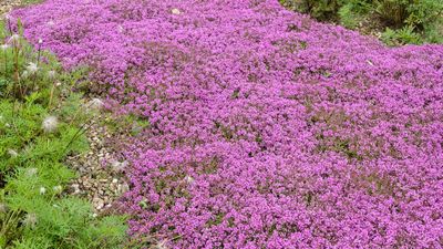 How to grow a red creeping thyme lawn – an easy-care alternative to traditional turf