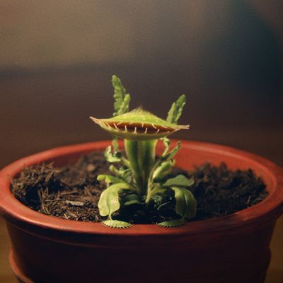 Our expert guide on caring for a Venus flytrap, so you can nurture your very own 'Snapper' at home