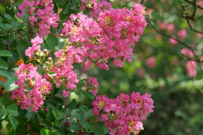When should I prune my crepe myrtle? Experts explain when to trim your tree for beautiful blooms next year