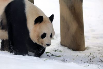 Animal lovers have two weeks left to see giant pandas before they leave UK
