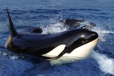 Sailors say they have discovered new way to defend against killer whale attacks – heavy metal music