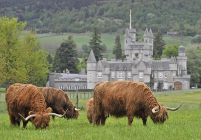 'More clearances': Fury as King moves Highland cattle and pony herds to England