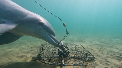 Watch dolphins raid crab pots off Australia in never-before-seen footage