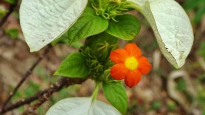 BSI scientists discover two new plant species on the Western Ghats