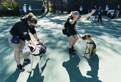 Broncos sponsor training for two ‘K9s for Warriors’ service dogs