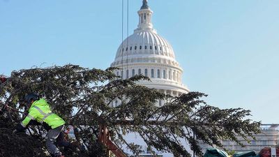 Watch: 63-foot Capitol Christmas tree arrives in Washington DC