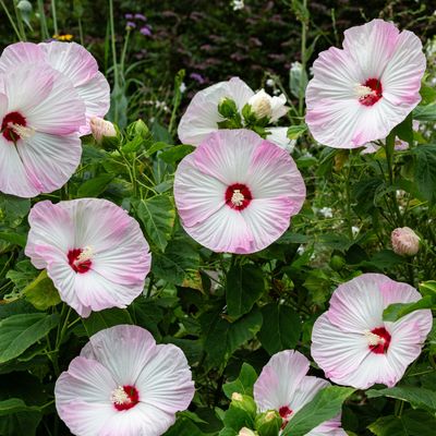 When to prune hibiscus for a healthy plant and beautiful flowers come summer