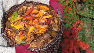 6 reasons to mulch in the fall