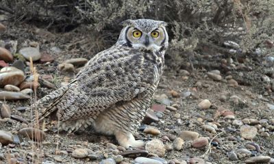 Owl swoops on dog, returns to attack owner in Massachusetts