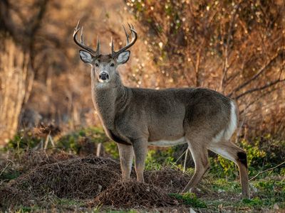 First known case of ‘zombie’ deer disease found in beloved national park