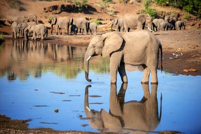 Elephants may have names for each other