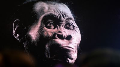 'No scientific evidence' that ancient human relative buried dead and carved art as portrayed in Netflix documentary, researchers argue