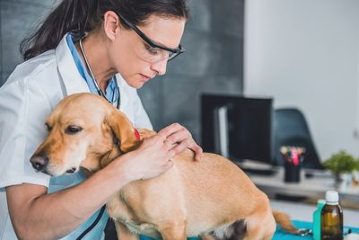Dogs are coming down with an unusual respiratory illness in several US states