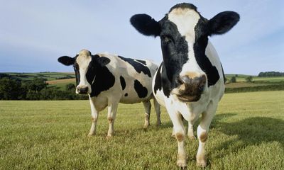 What links The Cow, The Cattle, The Bee and The Spider? The Saturday quiz