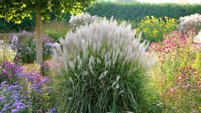 Best miscanthus varieties – 15 ornamental grasses for soft, naturalistic planting