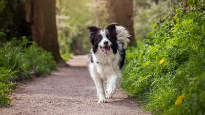 Three trainer-approved tips for a happy and healthy dog