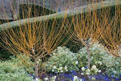 5 things all amazing winter gardens have - landscape designers agree on a 'must-list'