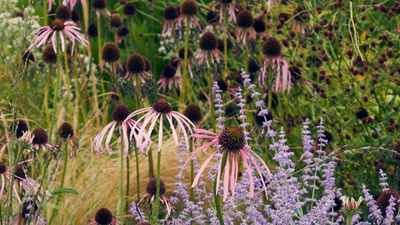 5 easy backyard planting plans to make now - next year will be the most beautiful ever