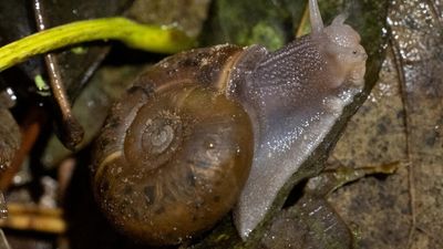 French city moves protected snails one by one to make way for tramway