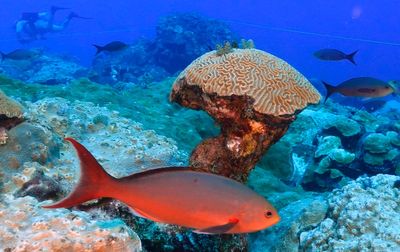 Climate change is hurting coral worldwide. But these reefs off the Texas coast are thriving