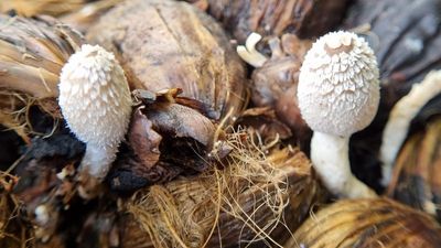 Hidden flavours of rare mushroom dishes waft out from community platter of border villages