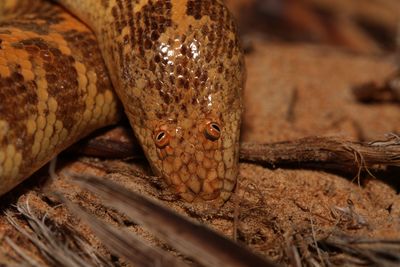 Arabian sand boa: The derpy snake that looks like it's got googly eyes glued to the top of its head