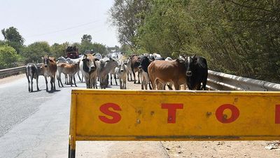 As losses mount, Rajasthan and M.P. farmers seek action against nilgais, stray cattle