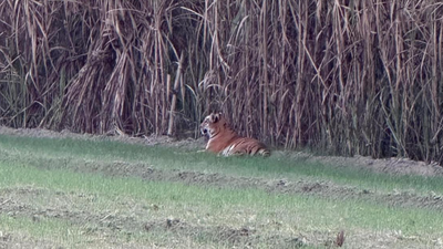 Forest authorities seek permission to tranquilise tiger in Pilibhit