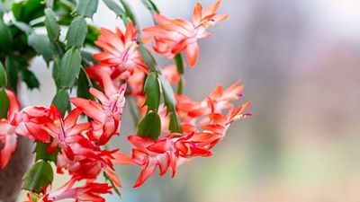 5 Christmas cactus mistakes houseplant experts say hinder this holiday houseplant's ability to bloom – and how to avoid them