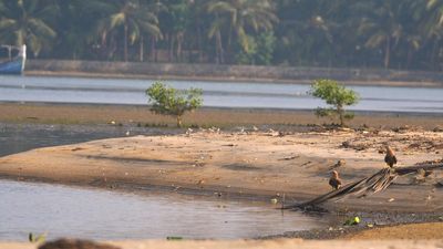 Shrinking mudflat ecosystem of Kerala’s Kadalundi keeps shorebirds away