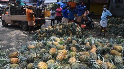 Pineapple price peaks as farm lease rates, sucker price go up