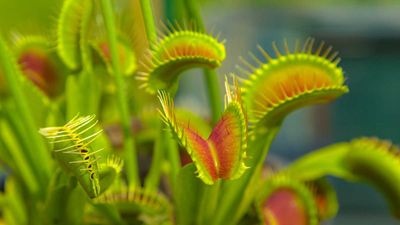 How to propagate a Venus flytrap – three easy methods for more carnivorous plants