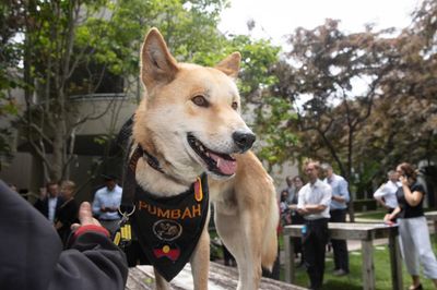 Pumbah the dingo comes to Canberra to help challenge myths dogging the carnivore