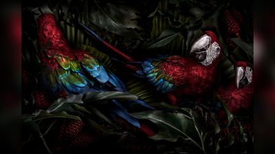 Is that a macaw or a runway model? Mario Testino turns his camera to wildlife in new photo exhibition
